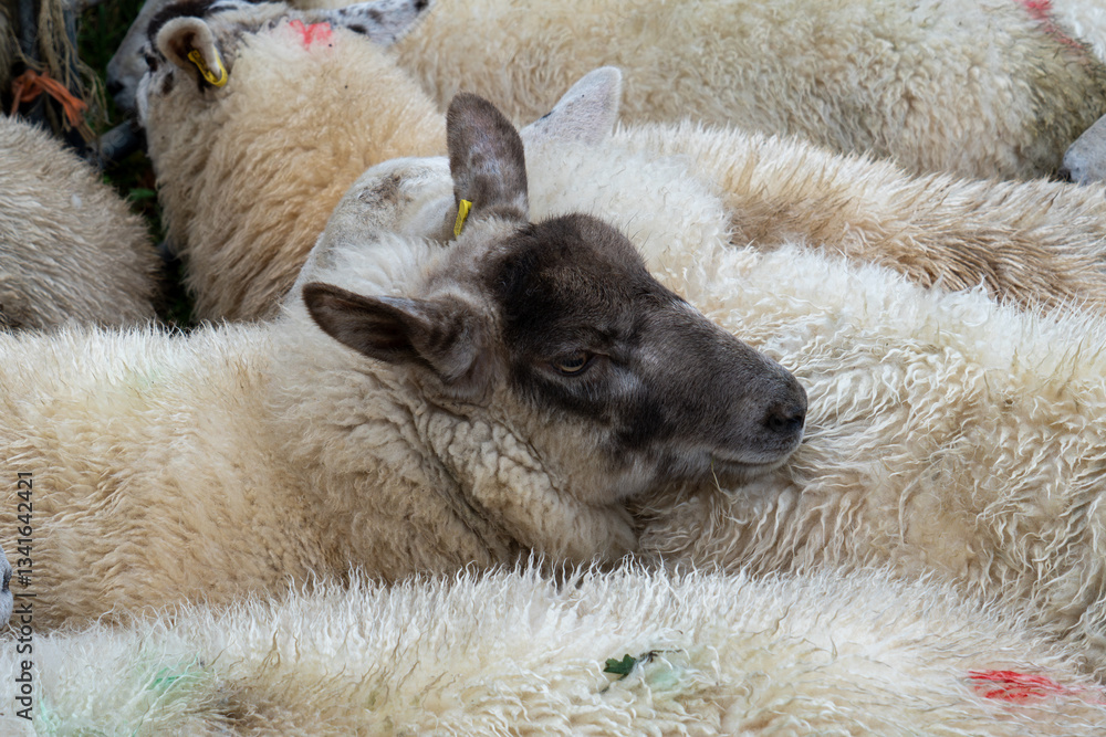 UK Sheep Breed Dark Face UK Sheep Breed Dark Face
