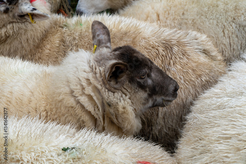 UK Sheep Breed Dark Profile