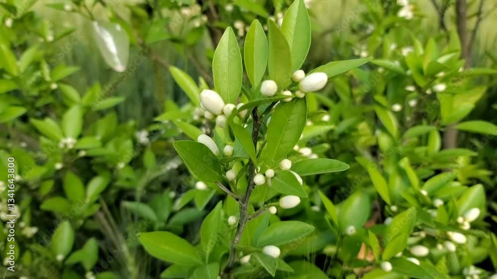 Fresh Citrus Buds – Greenery and Blossoming Fruit Tree in Nature Fresh Citrus Buds – Greenery and Blossoming Fruit Tree in Nature