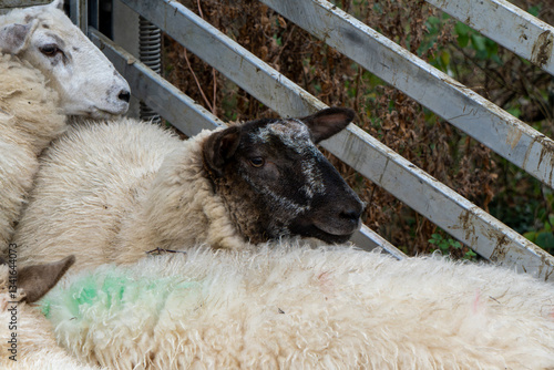 UK Sheep Breeds Fence Close
