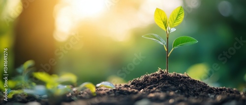 A young plant sprouts from rich soil, illuminated by soft sunlight, symbolizing growth and renewal in a lush green environment.