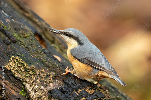 Eurasian Nuthatch (Sitta europaea)
