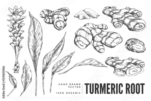 Turmeric plant flower and root, powder engraved sketch vector set, hand drawn organic Curcuma spice, ginger condiment
