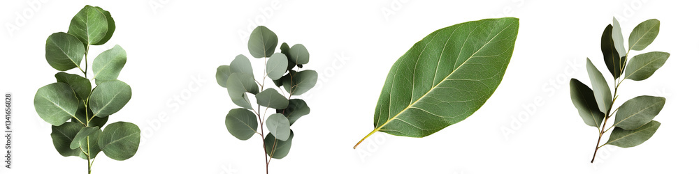 Stock rendering of a single eucalyptus leaf on a transparent background Stock rendering of a single eucalyptus leaf on a transparent background