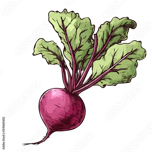 A hand-drawn colorful Beetroot. Trendy abstract minimal style. Natural fresh Dill. Vector illustration isolated on white