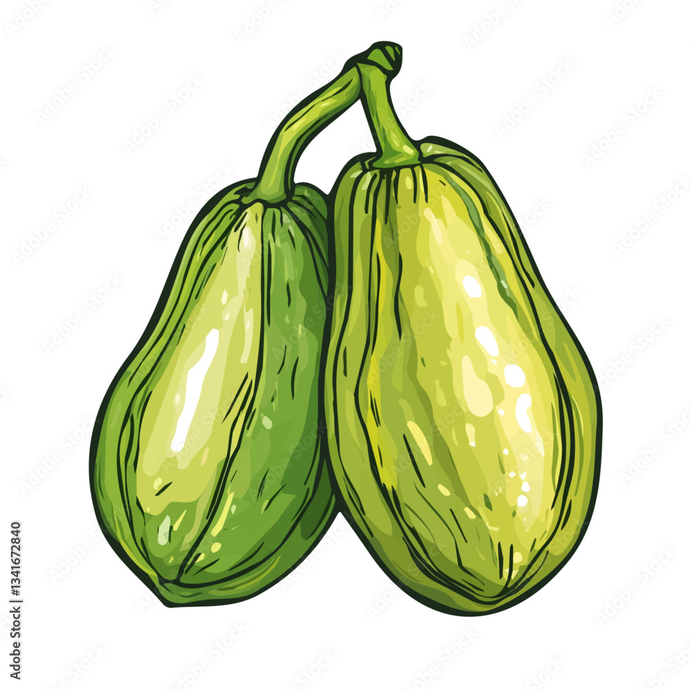 Naklejka premium My hand-drawn colorful Chayote. Trendy abstract minimal style. Natural fresh. Vector illustration isolated on white background, vector illustration