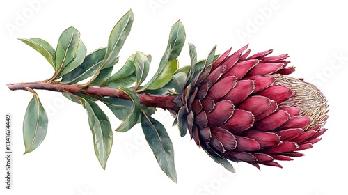 Fototapeta Naklejka Na Ścianę i Meble -  Watercolor painting of a single dark pink protea flower with stem and leaves on a white background.
