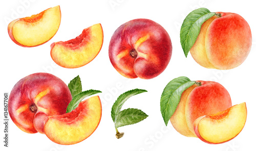 Hand-Painted Watercolor Peaches and Nectarines Botanical Illustration Isolated on White
