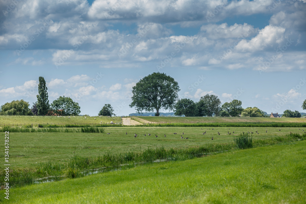 Obraz premium Lush green fields under a bright sky with fluffy clouds and a solitary tree in the distance, showcasing rural tranquility in summer