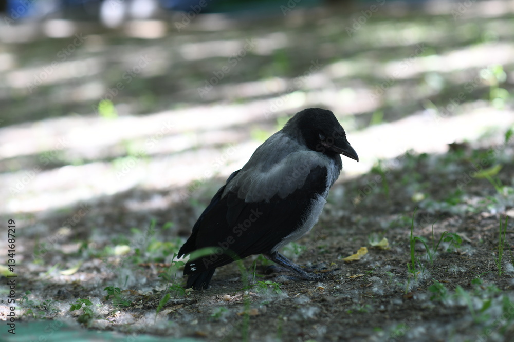 Obraz premium The baby crow sleeps
