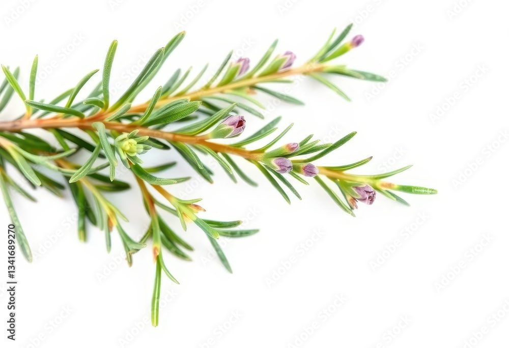 Fototapeta premium A sprig of rosemary with delicate leaves and fragrant buds, isolated on pure white, backdrop, image