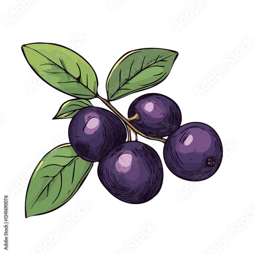 My hand-drawn colorful Maqui Berry. Trendy abstract minimal style. Natural fresh. Vector illustration isolated on white background, vector illustration