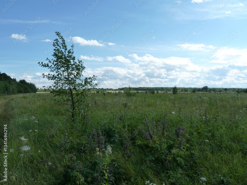 Fototapeta premium Grassy path cuts through a sunlit meadow under a bright, partly cloudy sky.