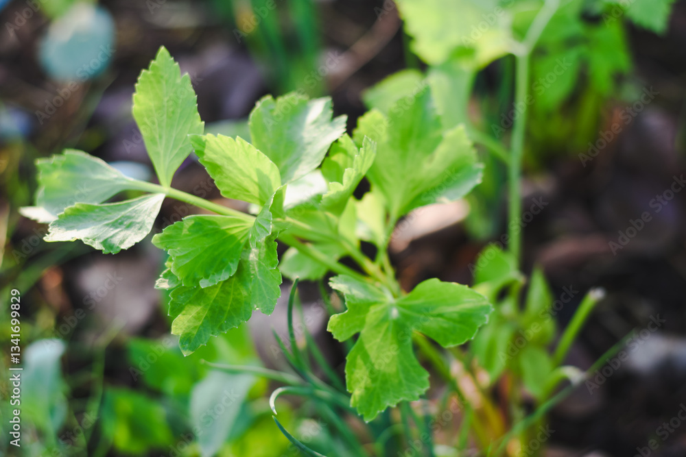 Celery leaves in the garden Celery leaves in the garden
