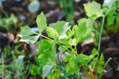 Wallpaper Mural Celery leaves in the garden Torontodigital.ca