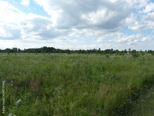 Lush green meadow under a bright, cloudy sky. Distant trees line the horizon. Summer landscape with wild grasses 