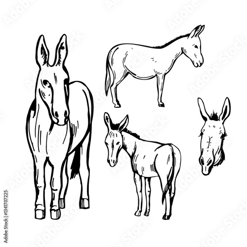 Hand-drawn donkey. Vector sketch  illustration.