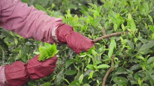 Close up of Tea garden worker woman picking or harvesting tea leaves by hand wearing gloves