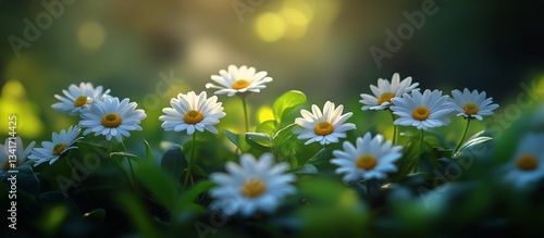 Daisies Blooming in a Sunlit Garden During Springtime