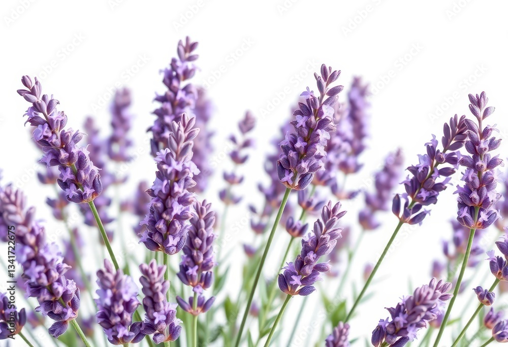 Fototapeta premium Delicate purple lavender blossoms, isolated on pure white background, lavender, art
