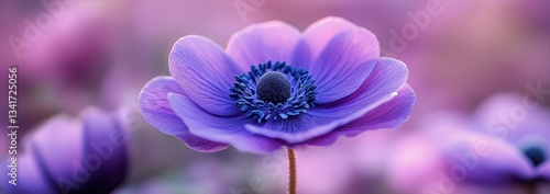 Beautiful Purple Flower With Delicate Petals in a Blooming Garden During Spri...