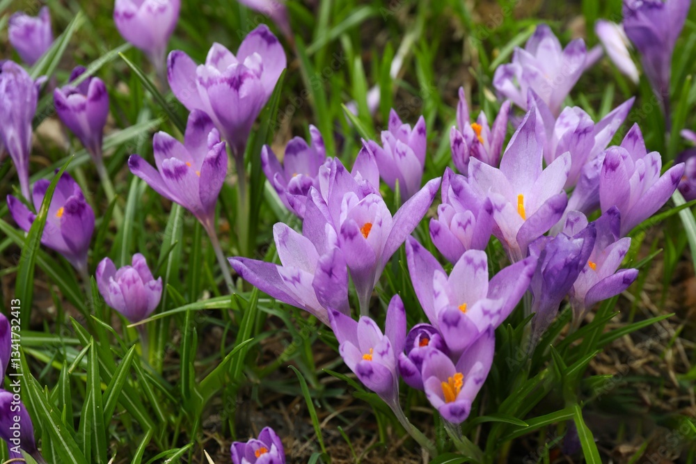 Spring field with crocus flowers Spring field with crocus flowers