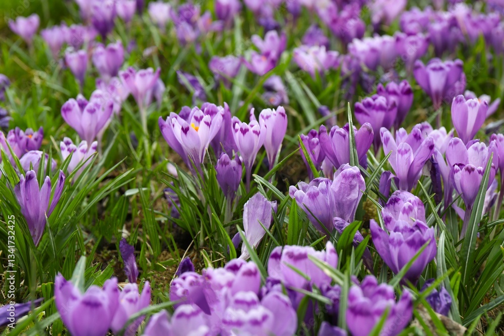 Fototapeta premium Spring field with crocus flowers