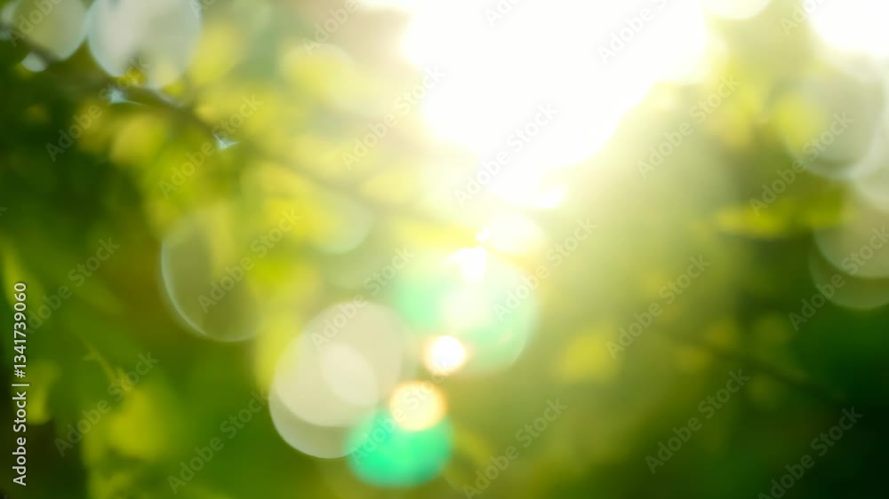 Scenic Blurry Background of Green Spring Trees with Sunlight Filtering Through Scenic Blurry Background of Green Spring Trees with Sunlight Filtering Through