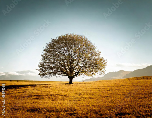 Obraz na płótnie A solitary tree stands at sunrise in a tranquil landscape, with warm hues and a frosty field. Ideal for nature, landscape, and serene themes. Minimal landscape with only one tree. w salonie