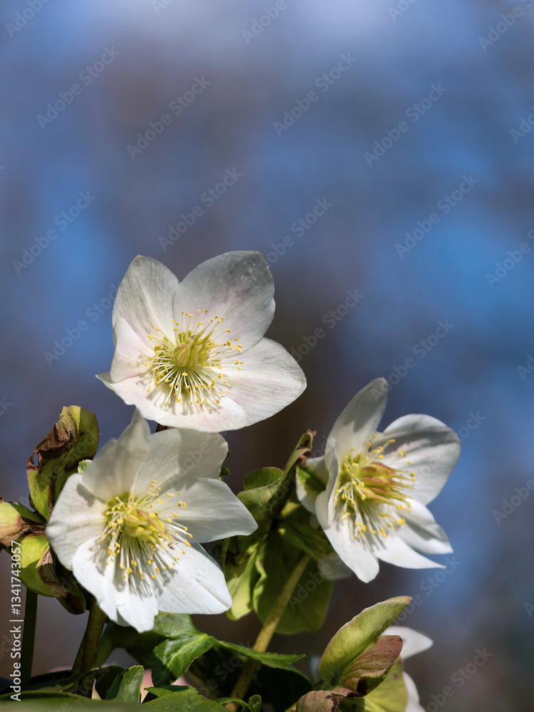 Obraz premium Christrosen Heleborus blühen in weiß vor blauem Himmel