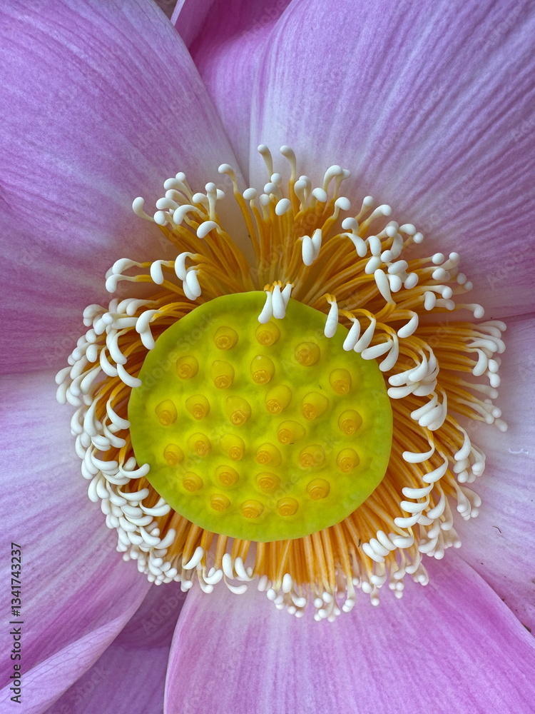 Closeup view of beautiful pink lotus with pod of seeds blooming in Thailand