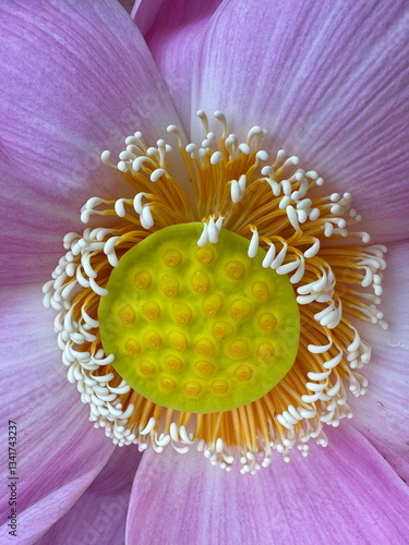 Closeup view of beautiful pink lotus with pod of seeds blooming in Thailand