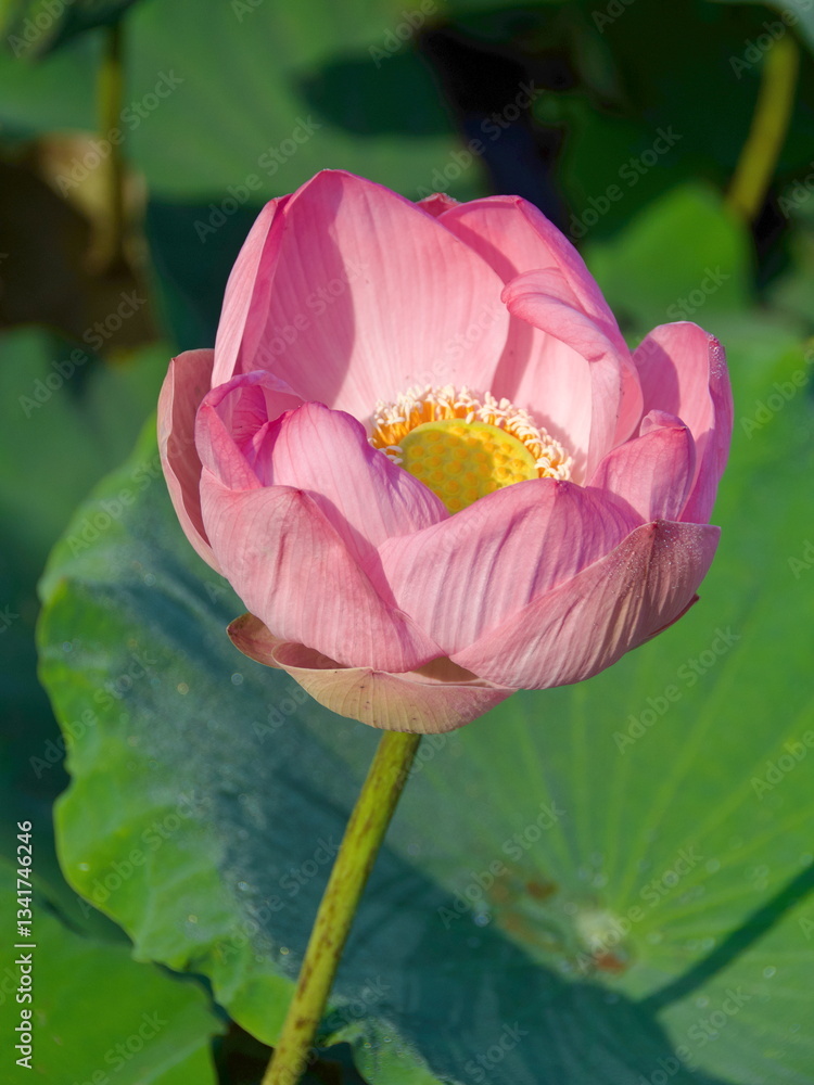 Beautiful pink lotus blooming in the pond