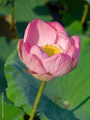 Obraz na płótnie Beautiful pink lotus blooming in the pond w salonie