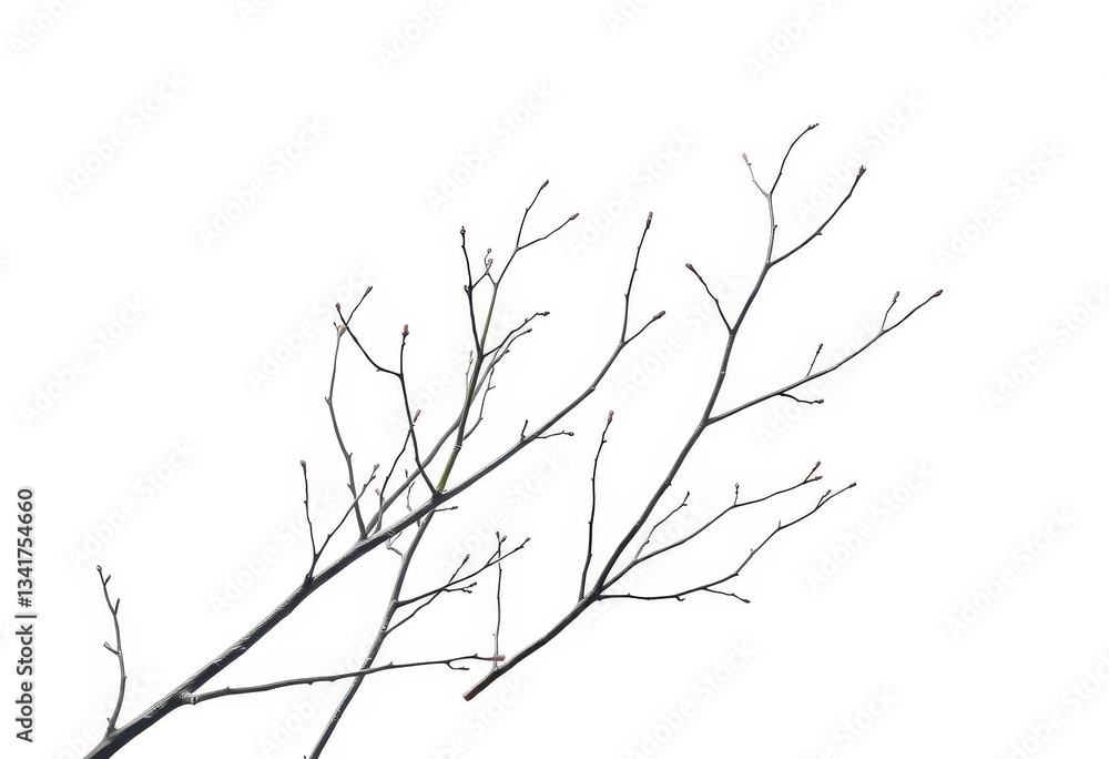 Fototapeta premium Delicate, bare branches isolated against a pure white backdrop, background, beauty