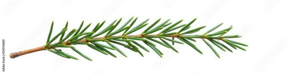 Fototapeta premium Single sprig of fir branch isolated on white background, nature, twig, evergreen