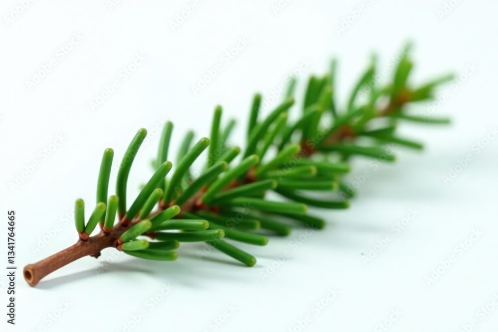 Fototapeta premium Single sprig of fir branch isolated on white surface, greenery, evergreen