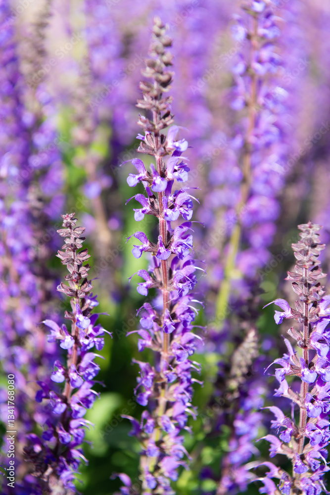 Naklejka premium Field of lavender. Lavender flower in summer. France Provence field. Purple lavender bloom in nature. Composition of nature. Summer blooming flower. Blooming flower field. Summer nature