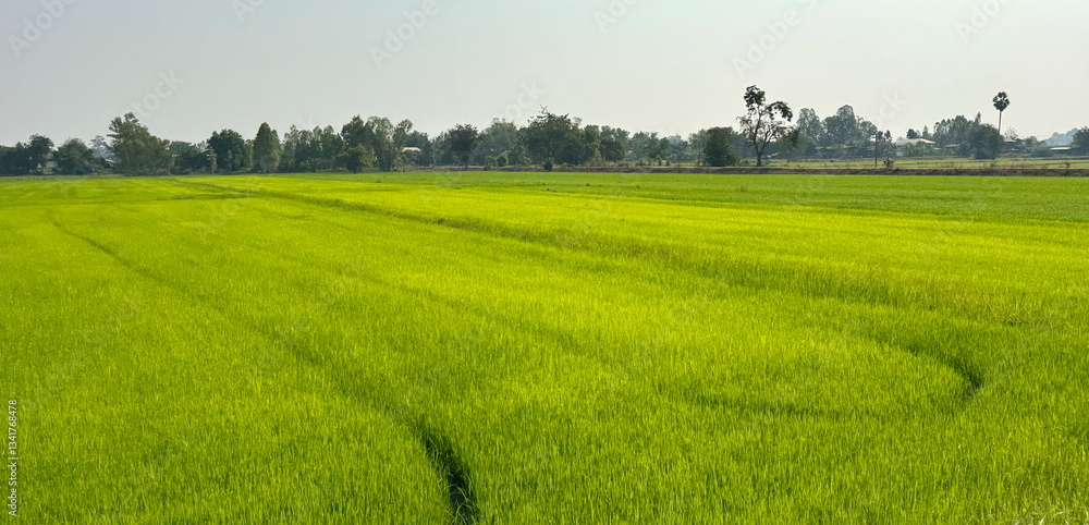 Beautiful Landscape of green rice fields in Thailand