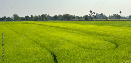 Obraz na płótnie Beautiful Landscape of green rice fields in Thailand w salonie