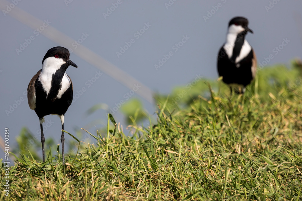 Obraz premium Two Spur-winged lapwing birds are sitting by the lake. Close-up.