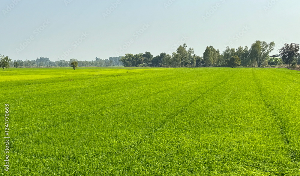 Beautiful Landscape of green rice fields in Thailand
