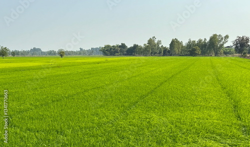 Obraz na płótnie Beautiful Landscape of green rice fields in Thailand w salonie