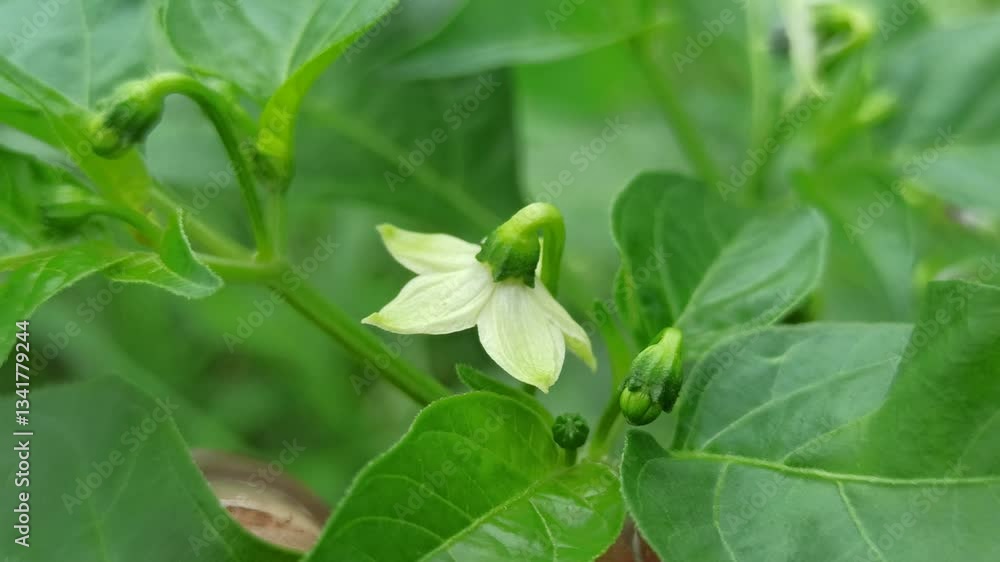 chili flower chili flower
