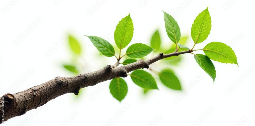High angle shot of an isolated tree branch on white background, wood, nature High angle shot of an isolated tree branch on white background, wood, nature