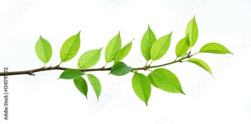 Long branch stretching across white background, nature, leafy greens