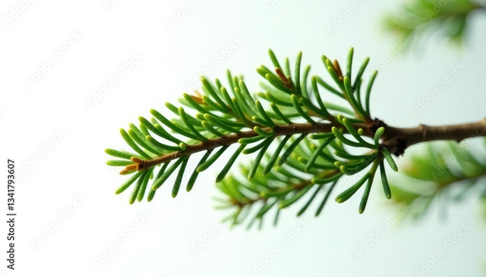 Fototapeta premium Single isolated branch of fir tree on white background, landscape, foliage, organic