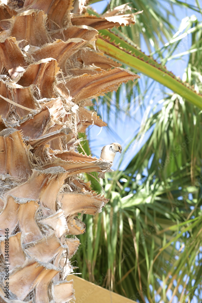 palm tree with coconuts palm tree with coconuts
