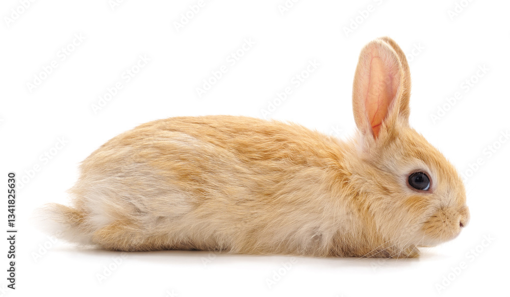 Obraz premium One red rabbit.