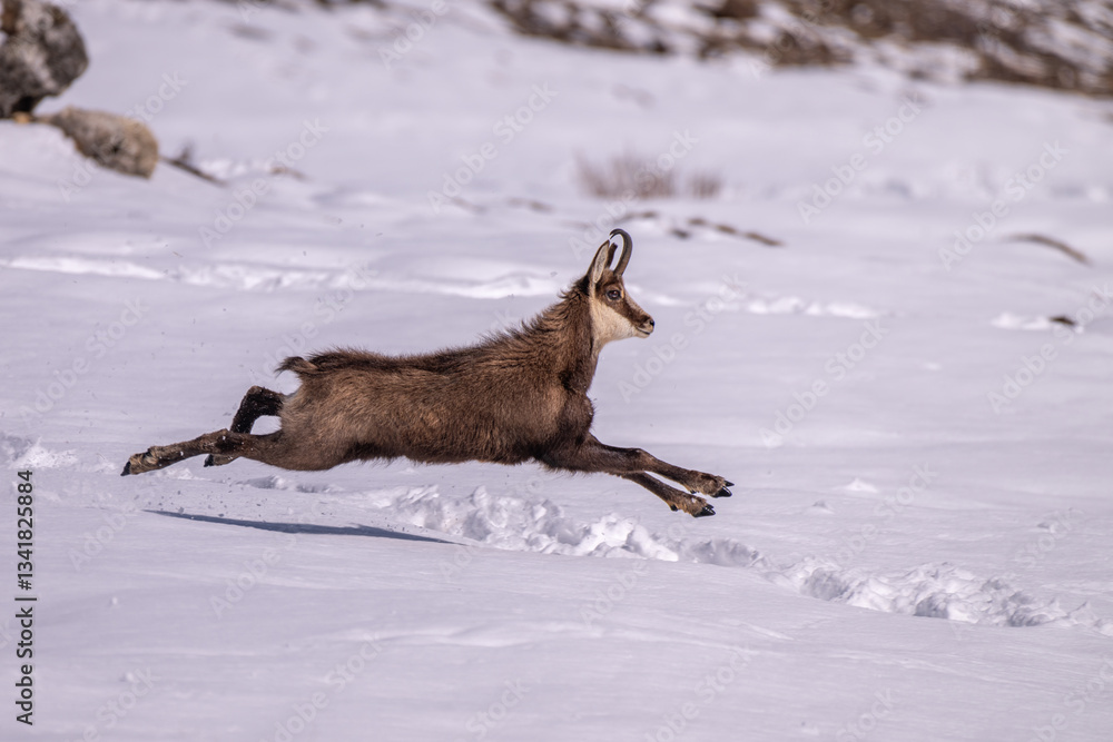 Male Alpine chamois running across a snowy Alpine meadow with all paws raised off the ground. Alps Mpuntains. Species: Rupicapra rupicapra.